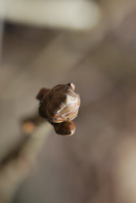 Quercus pontica - dub černomořský - detail axiálního pupenu (5)